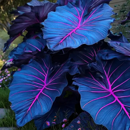 🌿 Rare Hosta Flower Bulbs🎁2026 Special Offer | Buy 1 Get 2 Free