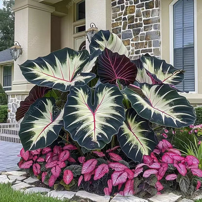 🌿 Rare Hosta Flower Bulbs🎁2026 Special Offer | Buy 1 Get 2 Free