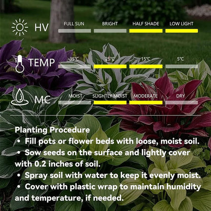🌿 Rare Hosta Flower Bulbs🎁2026 Special Offer | Buy 1 Get 2 Free