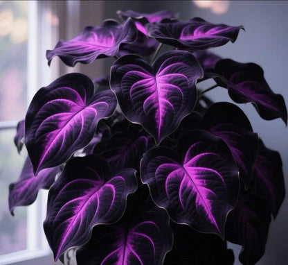 🌿 Rare Hosta Flower Bulbs🎁2026 Special Offer | Buy 1 Get 2 Free
