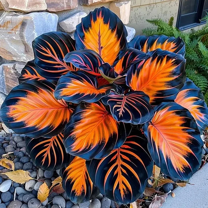 🌿 Rare Hosta Flower Bulbs🎁2026 Special Offer | Buy 1 Get 2 Free