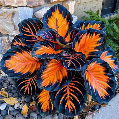 🌿 Rare Hosta Flower Bulbs🎁2026 Special Offer | Buy 1 Get 2 Free