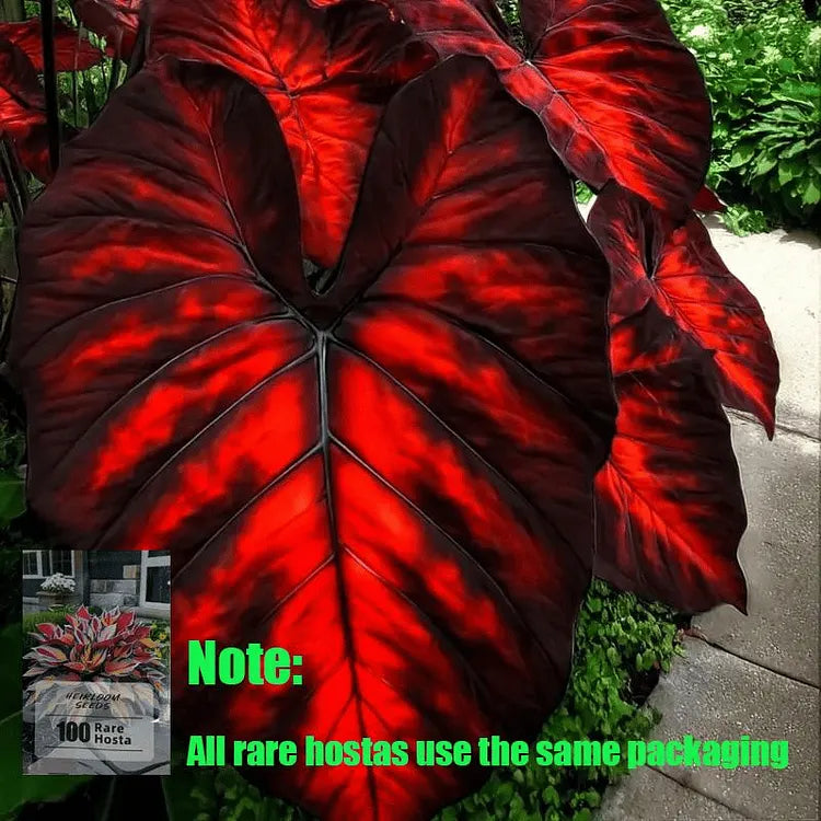 🌿 Rare Hosta Flower Bulbs🎁2026 Special Offer | Buy 1 Get 2 Free