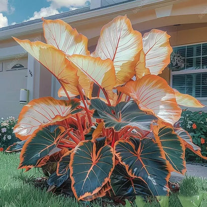 🌿 Rare Hosta Flower Bulbs🎁2026 Special Offer | Buy 1 Get 2 Free