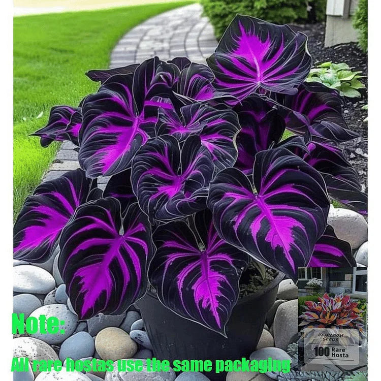 🌿 Rare Hosta Flower Bulbs🎁2026 Special Offer | Buy 1 Get 2 Free