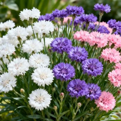 Corn Flower Seeds – Buy 1 Get 1 FREE 🌼 @499