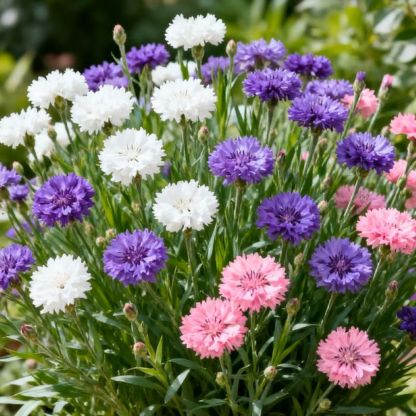 Corn Flower Seeds – Buy 1 Get 1 FREE 🌼 @499