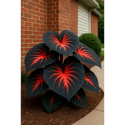 🌿 Rare Hosta Flower Bulbs🎁2026 Special Offer | Buy 1 Get 2 Free
