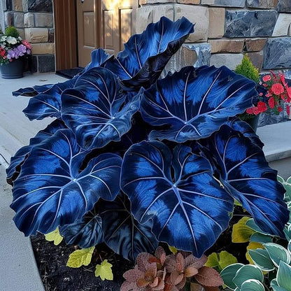 🌿 Rare Hosta Flower Bulbs🎁2026 Special Offer | Buy 1 Get 2 Free
