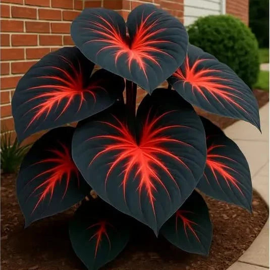 200+ Premium Black Hosta Seeds – Grow Beautiful Dark Foliage- Buy 1 Get 1 Free