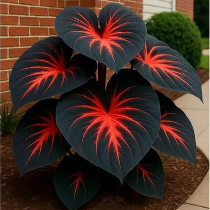 200+ Premium Black Hosta Seeds – Grow Beautiful Dark Foliage- Buy 1 Get 1 Free