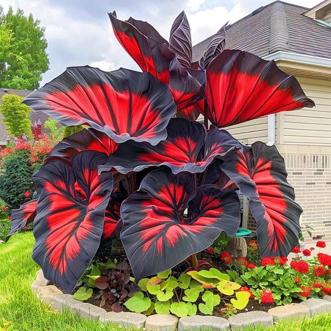 200+ Premium Black Hosta Seeds – Grow Beautiful Dark Foliage- Buy 1 Get 1 Free