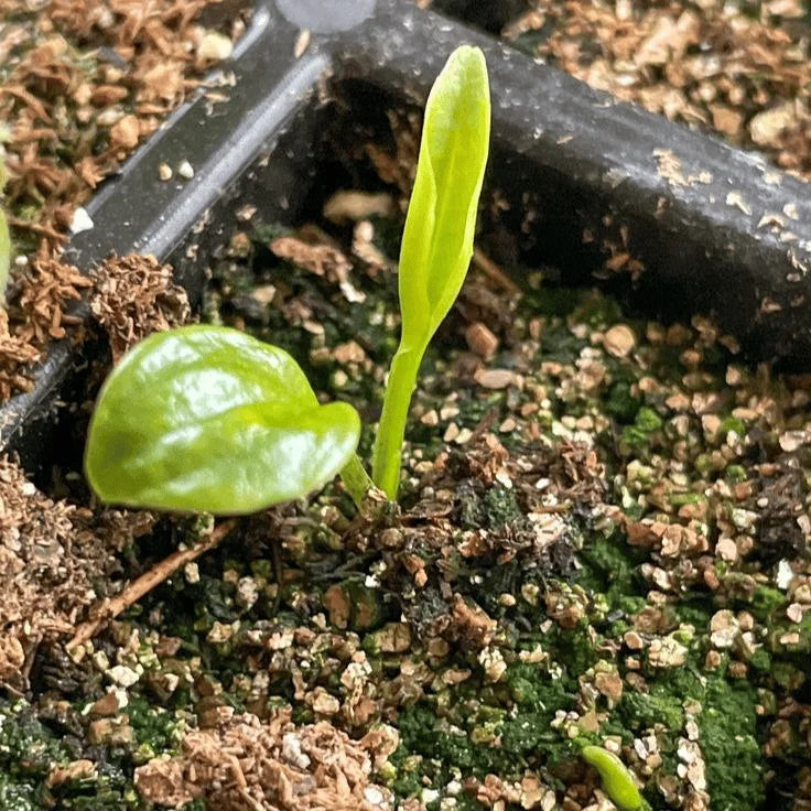 🌿 Rare Hosta Flower Bulbs🎁2026 Special Offer | Buy 1 Get 2 Free