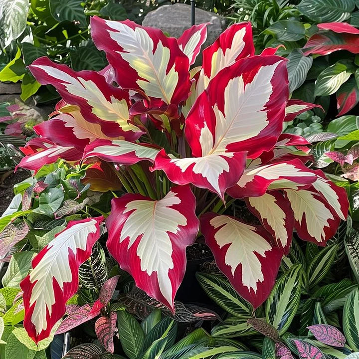 🌿 Rare Hosta Flower Bulbs🎁2026 Special Offer | Buy 1 Get 2 Free