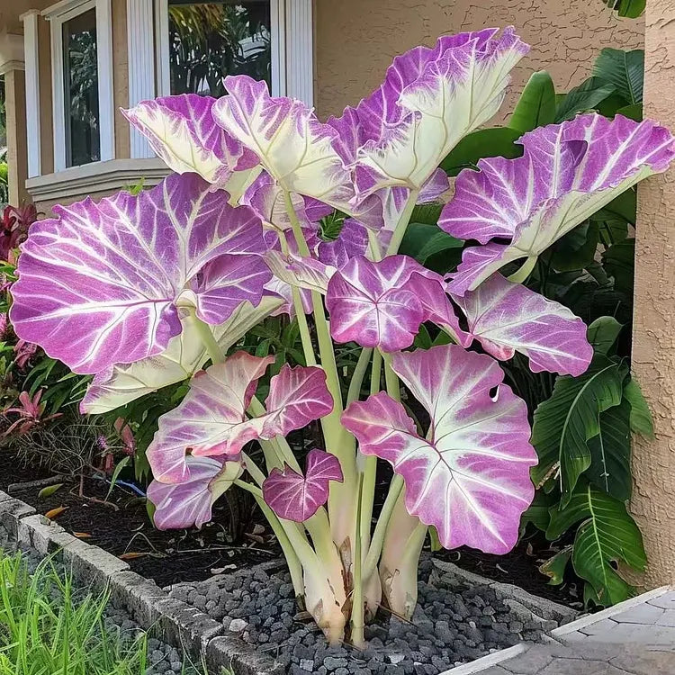🌿 Rare Hosta Flower Bulbs🎁2026 Special Offer | Buy 1 Get 2 Free
