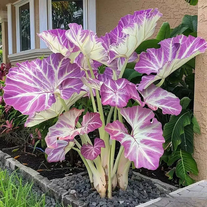 🌿 Rare Hosta Flower Bulbs🎁2026 Special Offer | Buy 1 Get 2 Free